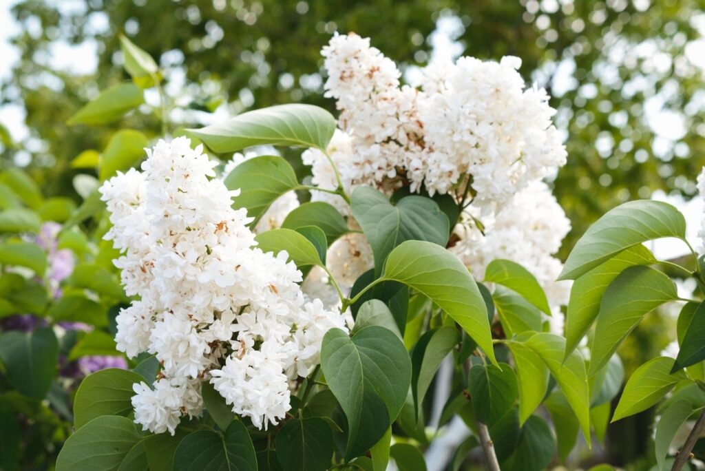 20 Natural Treatments for Burns - White Lilac Flowers and Leaves