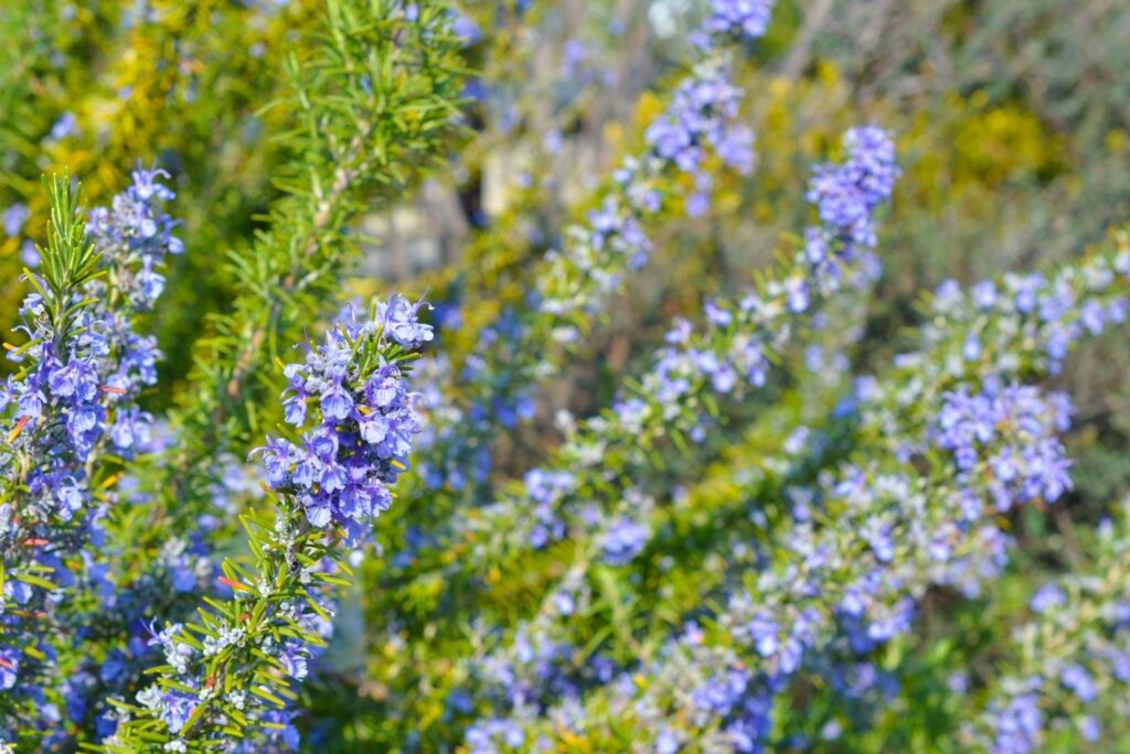 12 Natural Treatments for High Cholesterol Rosemary Flowers