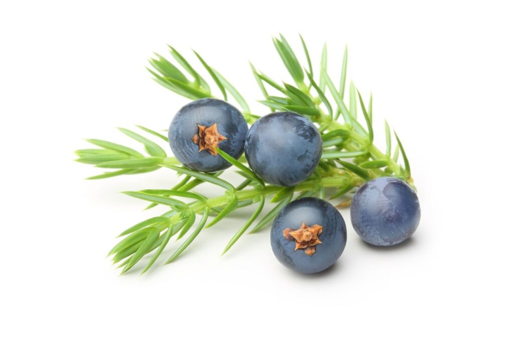 4 Natural Treatments for Cystitis – Juniper