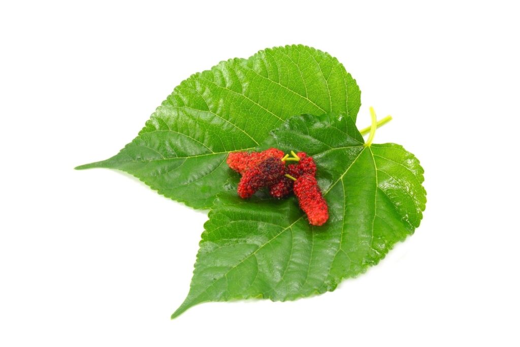 7 Natural Remedies for Diabetes - Mulberry leaves