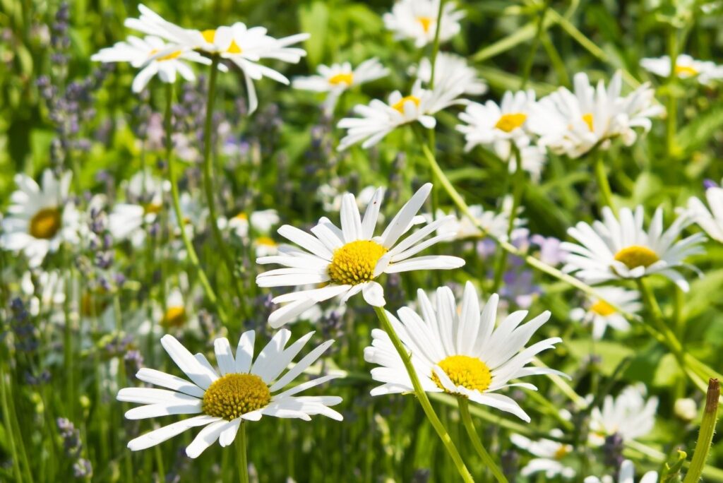 Effective Natural Lung Cleansing Treatment - Oxeye Daisy