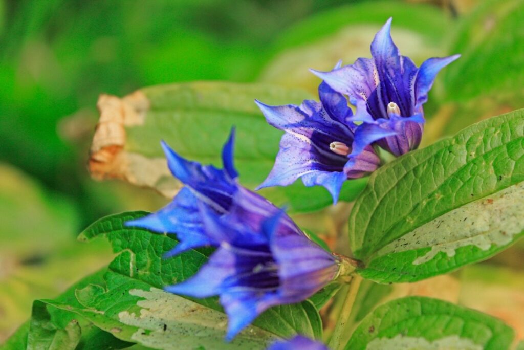 19 Best Natural Treatments for Gastritis - Willow Gentian
