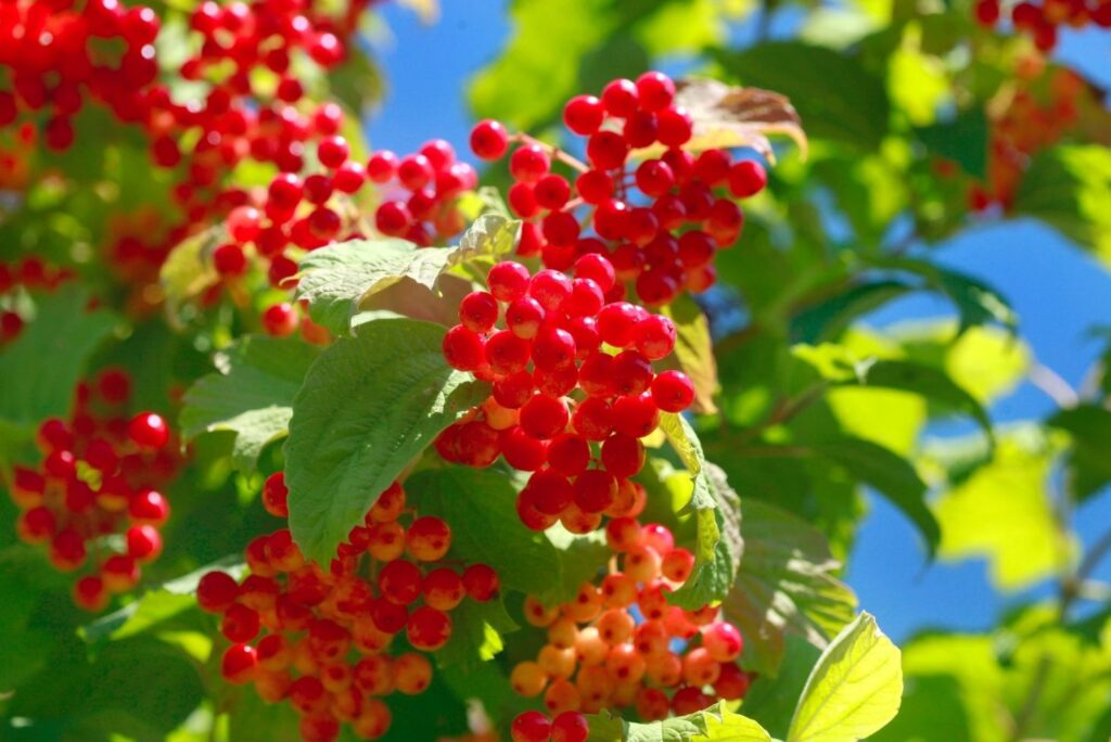 10 Home Remedies for High Blood Pressure - Guelder Rose Berries