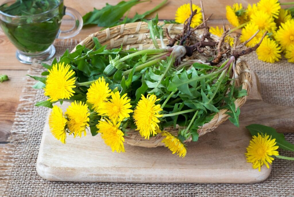 2 Home Remedies for Gallbladder Attacks – Dandelion