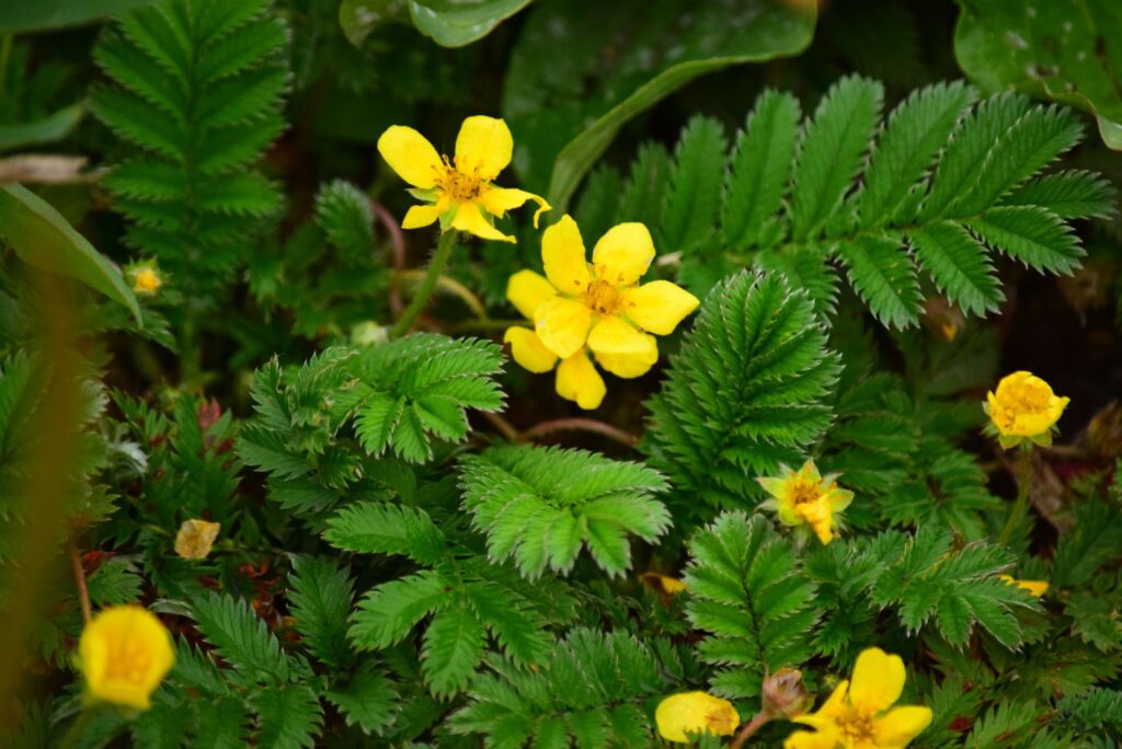 Silverweed - Natural Remedies for Dysfunctional Uterine Bleeding - MyNaturalTreatment.com