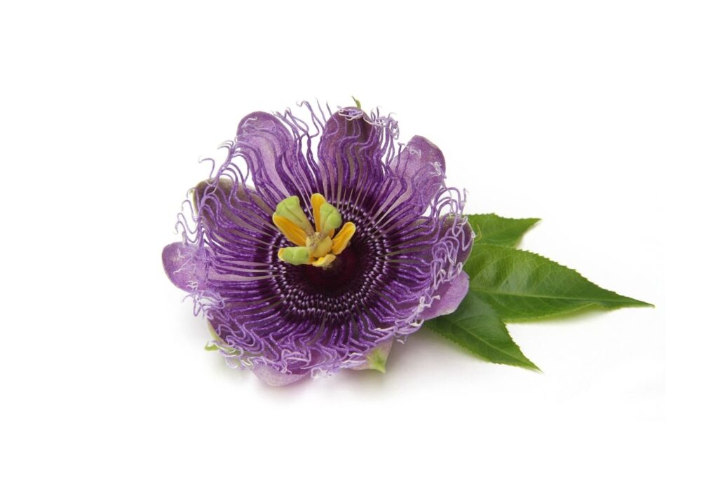 Natural Remedy for Fatigue – Passionflower