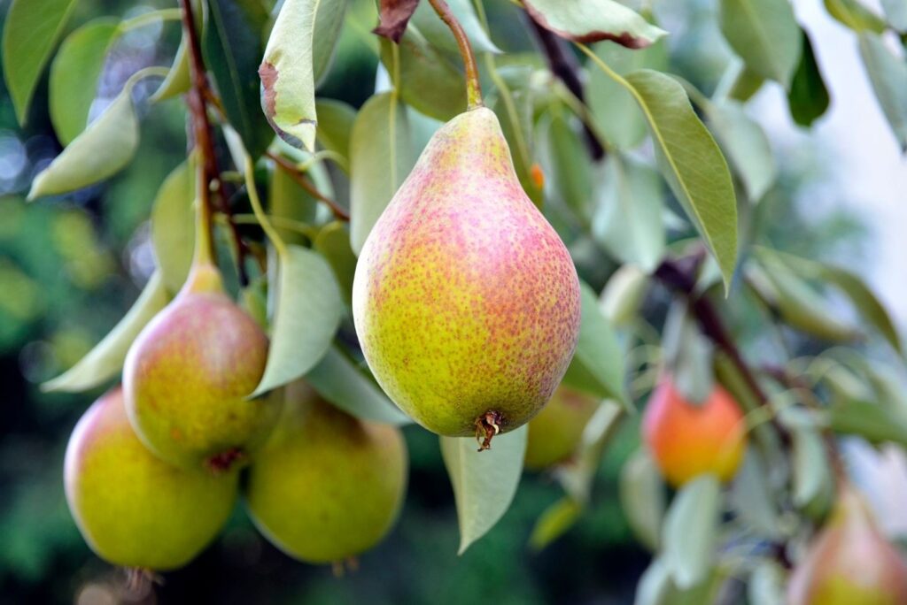 10 Herbal Remedies that Heal Psoriasis - Pear Tree Leaves