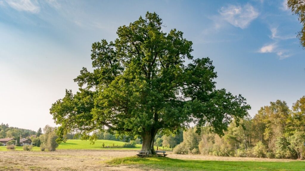 Health Benefits of Oak Leaves | Oak Tree Uses & Remedies