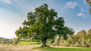 20 Amazing Health Benefits of Oak Leaves?Oak Remedies