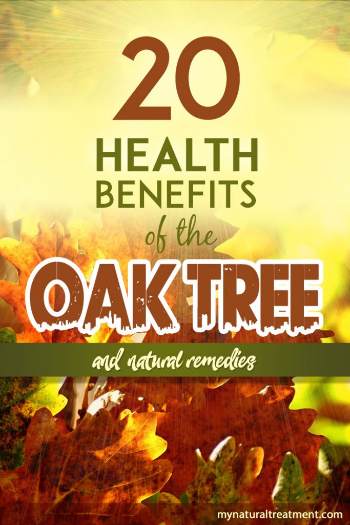 Health benefits of Oak Leaves - Oak Tree Remedies