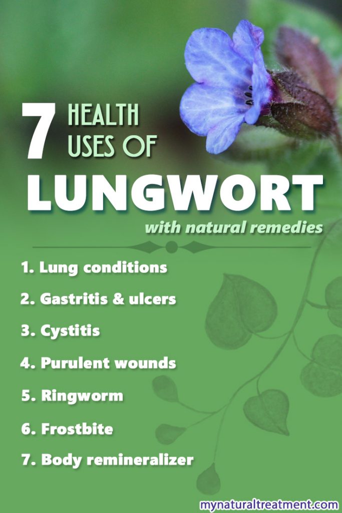 Health uses of lungwort and a few natural remedies with lungwort