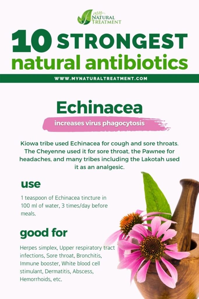 Strongest Natural Antibiotics - Echinacea - MyNaturalTreatment.com