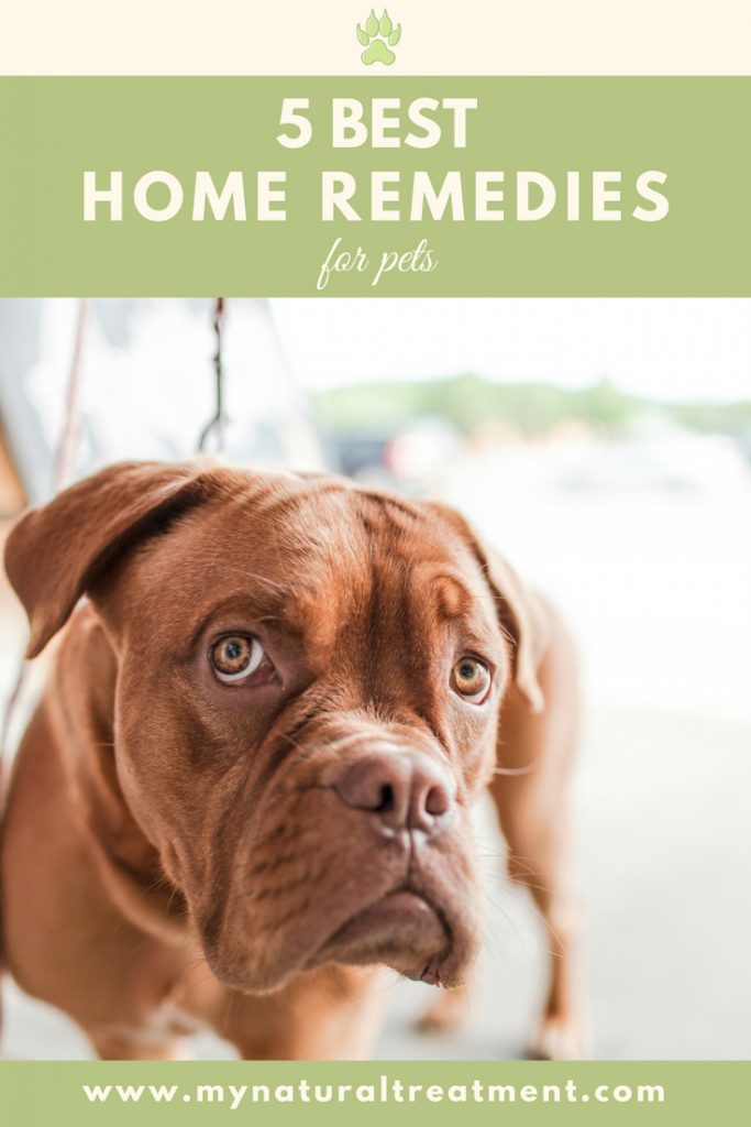 5 Best Home Remedies for Pets with Recipes #catremedy #dogremedy