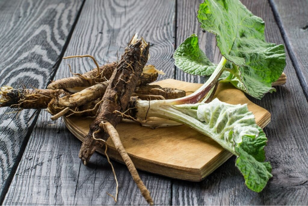 30+ Burdock Root Uses, Benefits, and Amazing Home Remedies - Root
