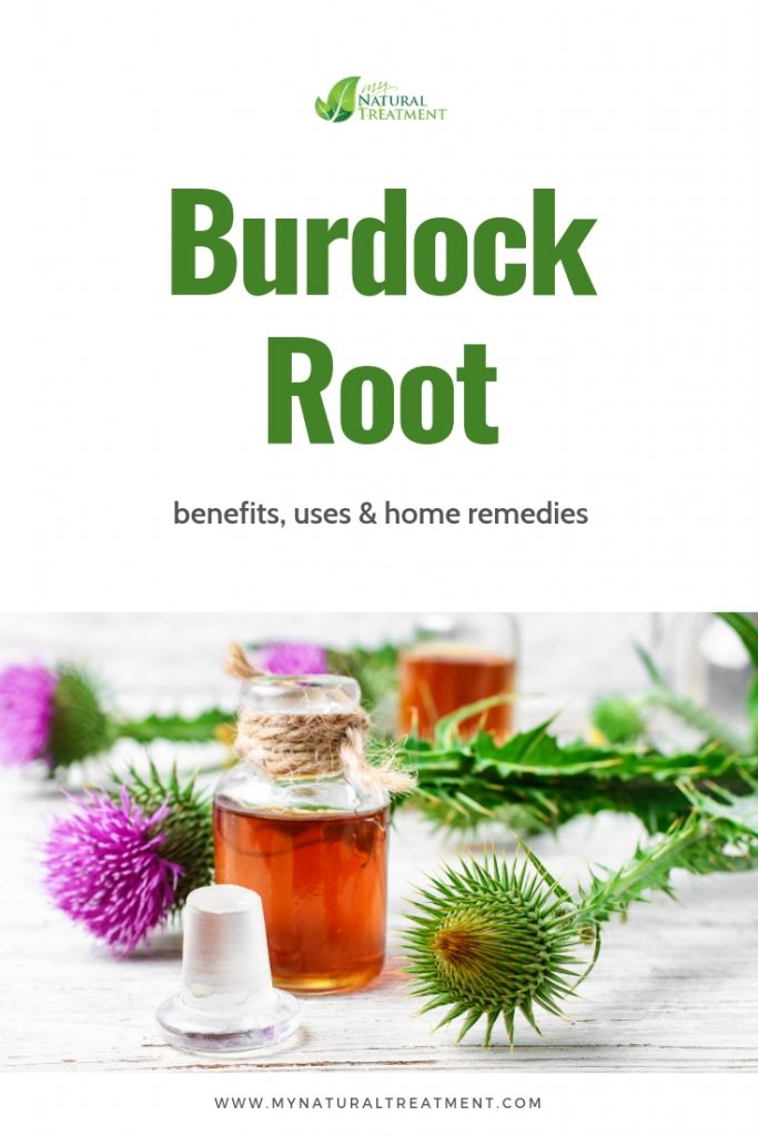 Burdock Root Uses, Benefits and Home Remedies MyNaturalTreatment.com