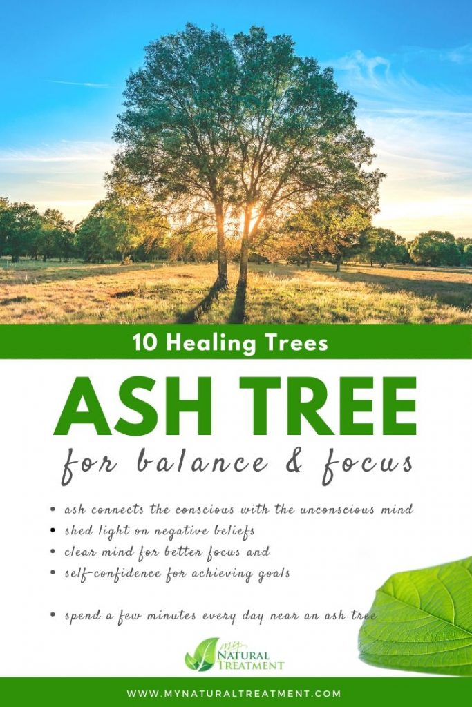 Ash Tree Healing - What Ash Tree is Good For #ash #treehealing