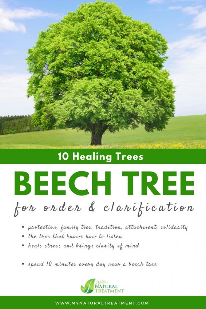 Beech Tree Healing - What Beech Tree is Good For #beech #treehealing