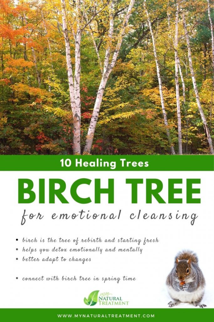Birch Tree Healing - What Birch Tree is Good For #birchtree #treehealing