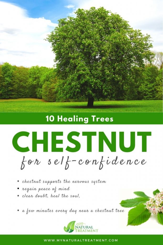 Chestnut Tree Healing - What Chestnut Tree is Good For #chestnut #treehealing