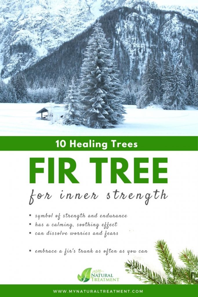 Healing Trees - Fir Tree Healing