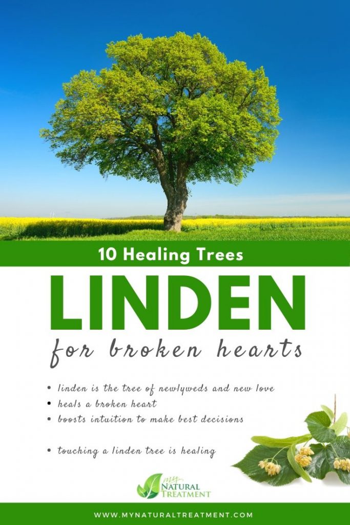 Linden Tree Healing - What Linden Tree is Good For #lindentree #treehealing
