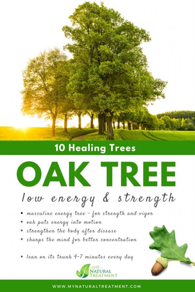 Healing Trees - Oak Tree Healing