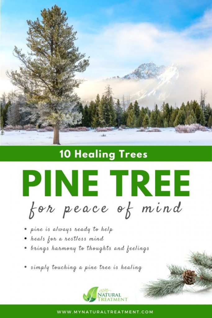 Pine Tree Healing - What Pine Tree is Good For #pinetree #treehealing