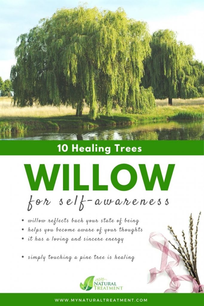 Willow Tree Healing - What Willow Tree is Good For #willowtree #treehealing