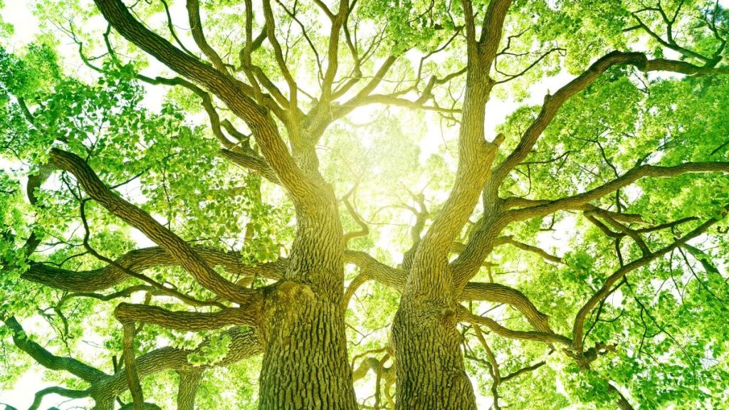 Forest Bathing - How Trees Heal The Mind and Body
