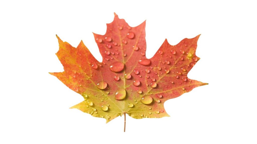 Maple Tree Uses, Benefits and Home Remedies