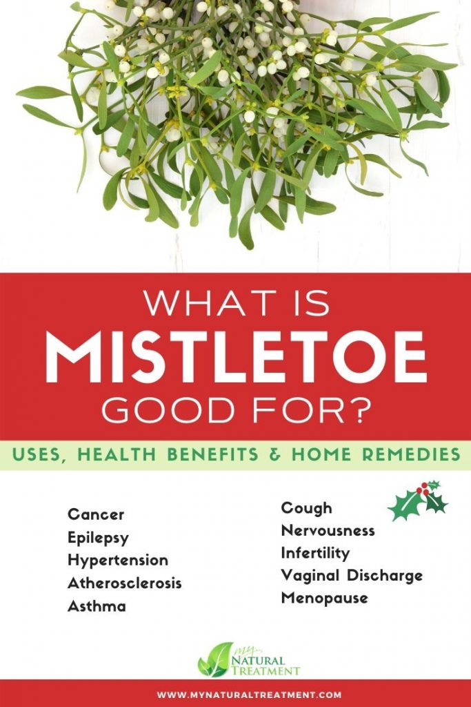 What is Mistletoe Good For? Mistletoe Uses, Health Benefits and Home Remedies with Mistletoe