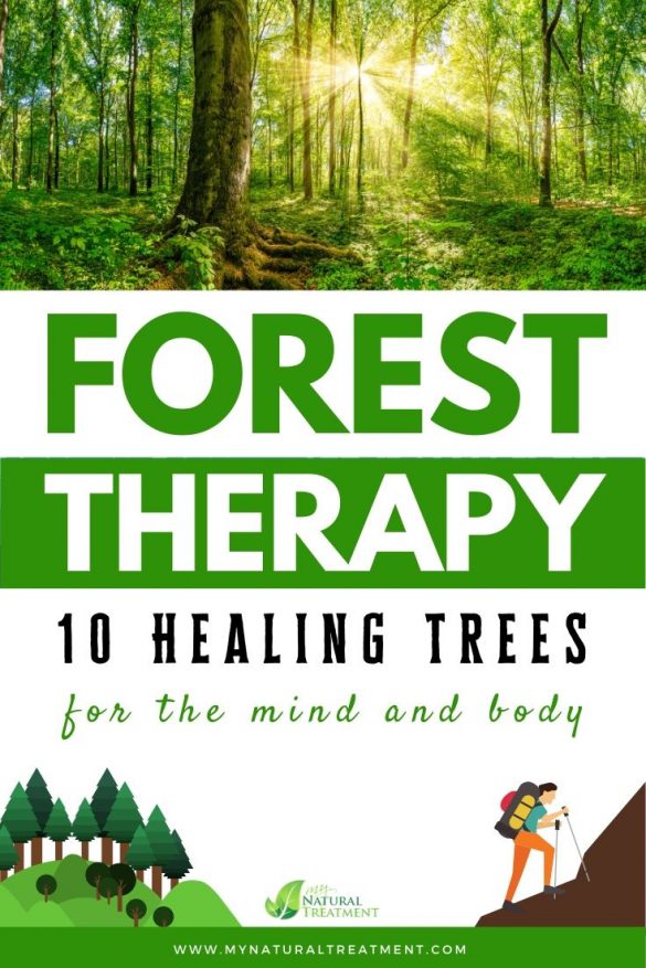 10 Amazing Healing Trees for Mind & Body ? Forest Therapy