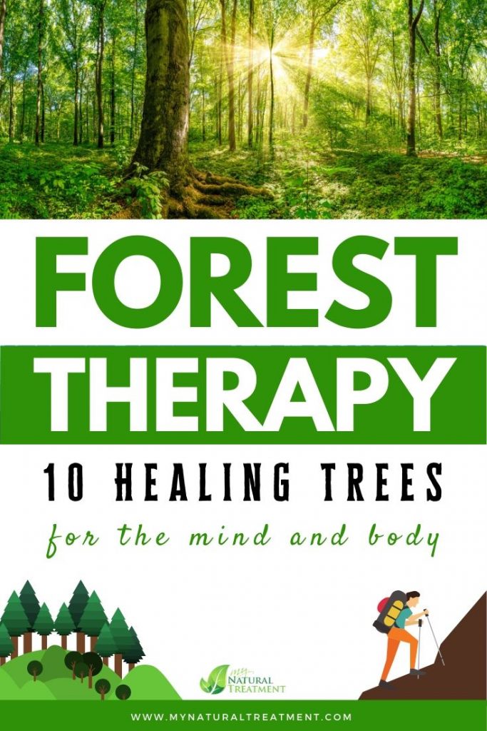 Healing Trees and What is Forest Therapy