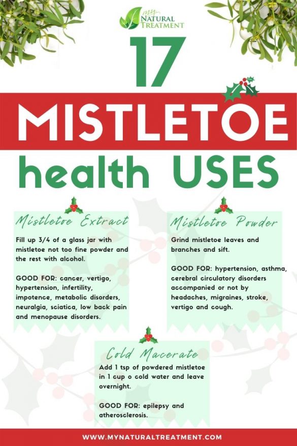 11 Unique Mistletoe Uses Health Benefits And Home Remedies