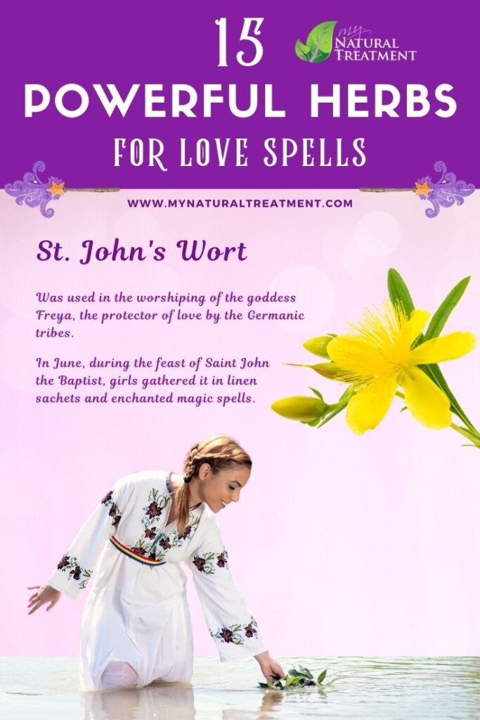 St John's Wort - Powerful Magic Herbs for Love Spells - MyNaturalTreatment.com