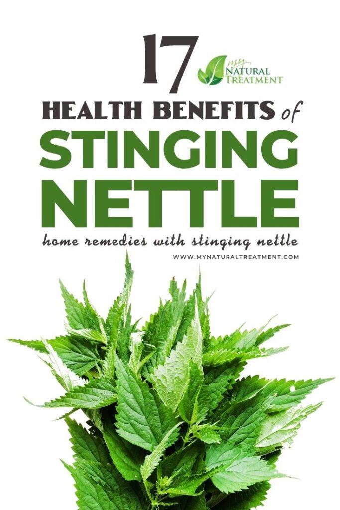 17 Stinging Nettle Health Benefits, Uses & Home Remedies - MYN