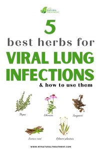 Best Herbs for Viral Lung Infections