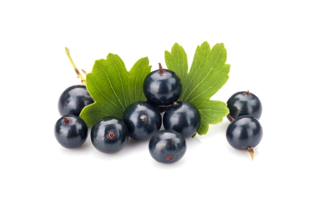 Natural Remedy for High Uric Acid – Black currants