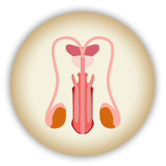 male reproductive organ mynaturaltreatment.com