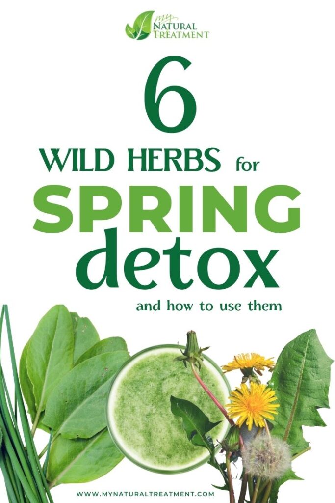 6 Wild Herbs for Spring Detox – Whole Body Cleanse - MyNaturalTreatment.com