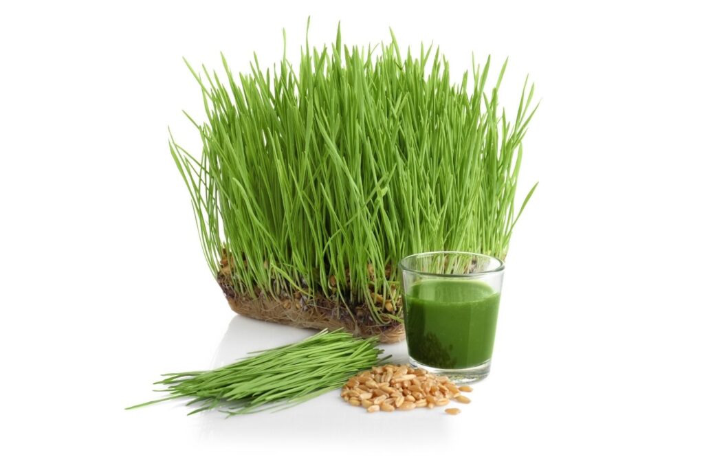 6 Wild Herbs for Spring Detox - Whole Body Cleanse - Wheatgrass Juice