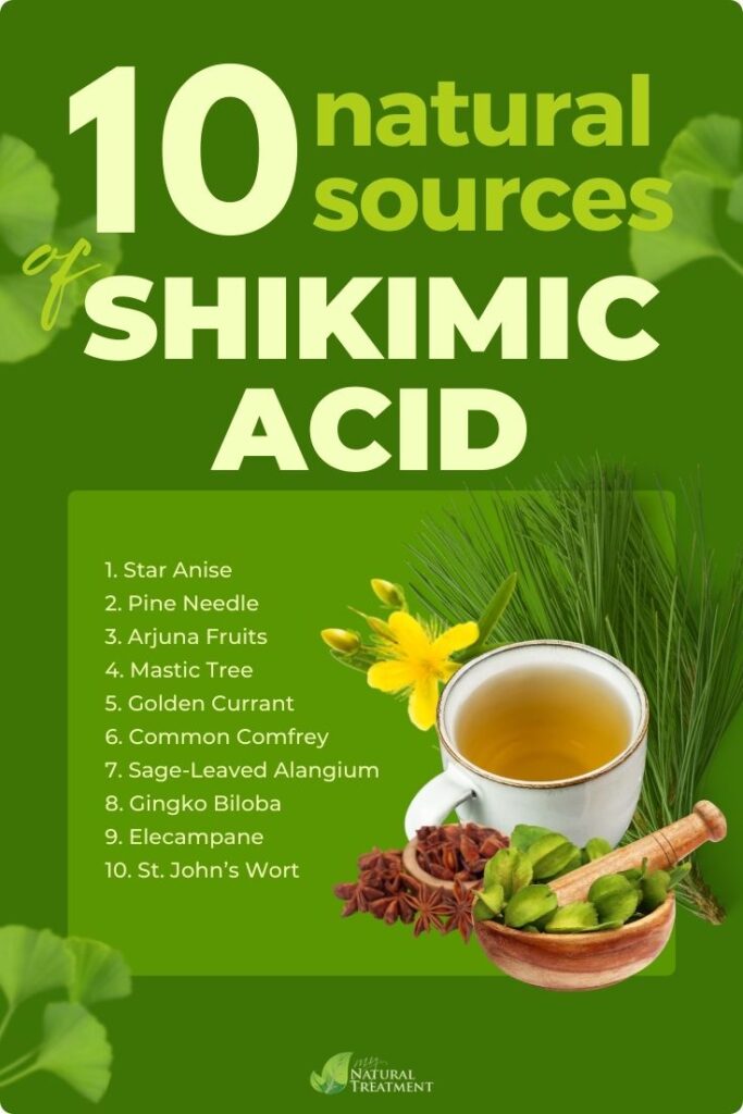 10 Natural Sources of Shikimic Acid - MyNaturalTreatment