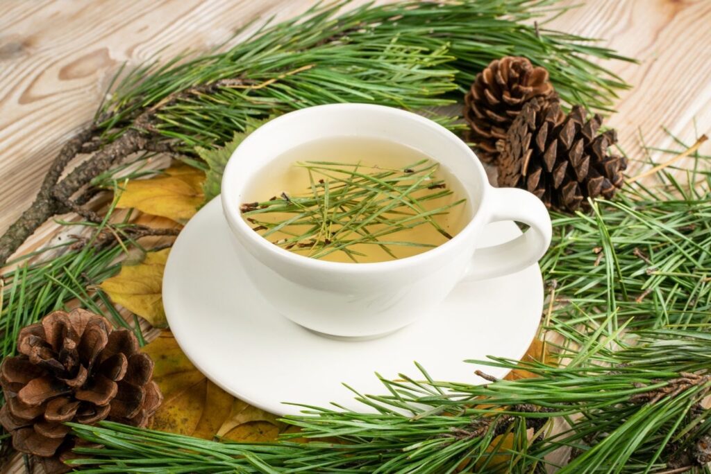 12 Health Benefits of Pine Needles, Uses, and Remedies – How to Make Pine Needle Tea - MyNaturalTreatment.com