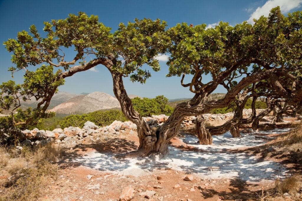 Mastic Tree - Highest Natural Sources of Shikimic Acid - MyNaturalTreatment.com