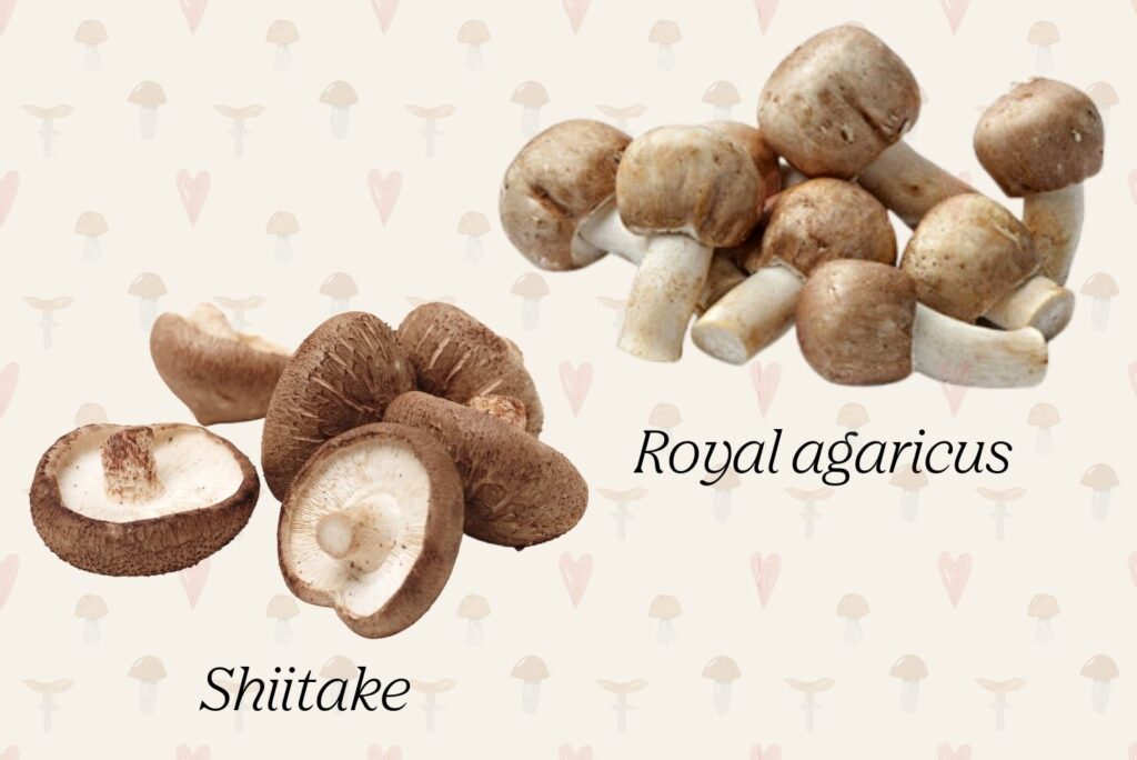 Shiitake - Agaricus - Best Natural Remedies for Respiratory Tract Infections You Can Make at Home - NaturalTreatment.com- MyNaturalTreatment.com