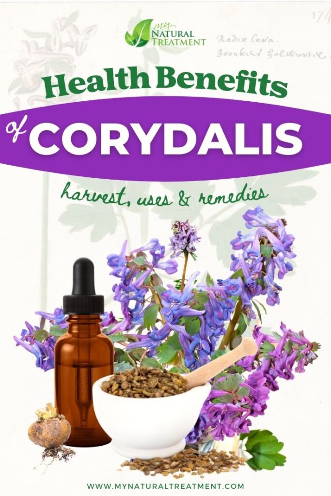 3 Corydalis Health Benefits, Uses and Side Effects - MyNaturalTreatment.com
