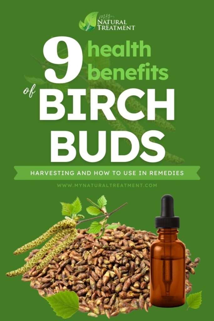 9 Health Benefits of Birch Buds with Remedies - MyNaturalTreatment.com