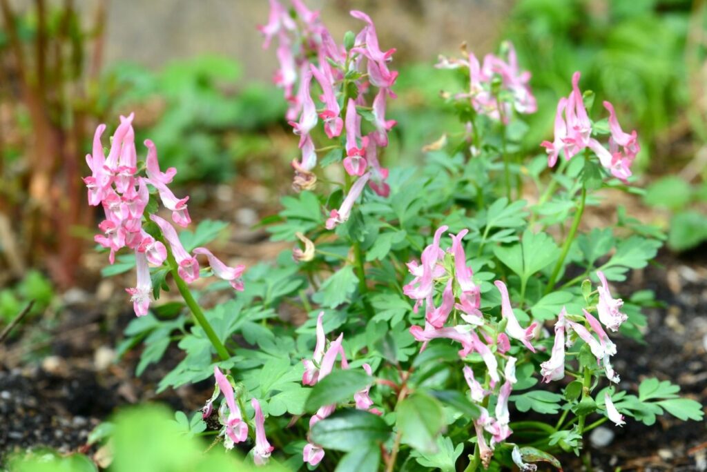 Corydalis Health Benefits, Uses and Side Effects - MyNaturalTreatment.com