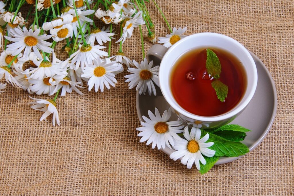 Daisy Health Benefits, Uses and Remedies - MyNaturalTreatment.com