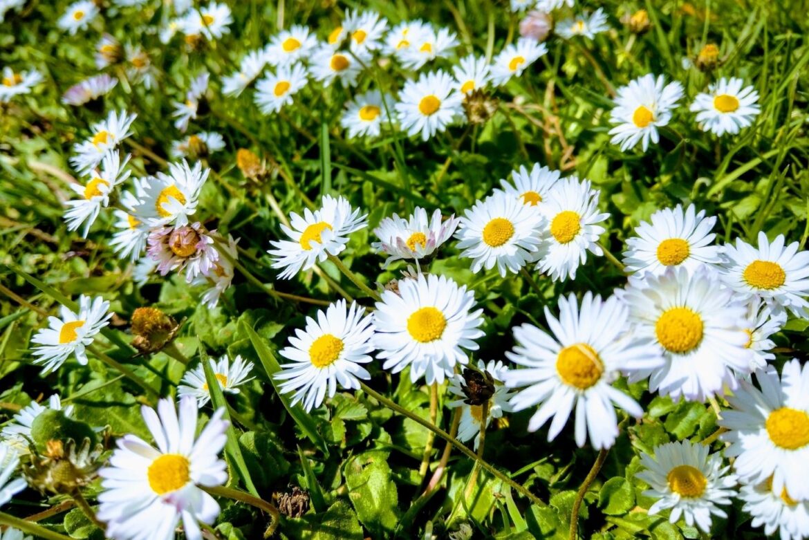 7 Unexpected Health Benefits of Daisy, Uses and Remedies🌼